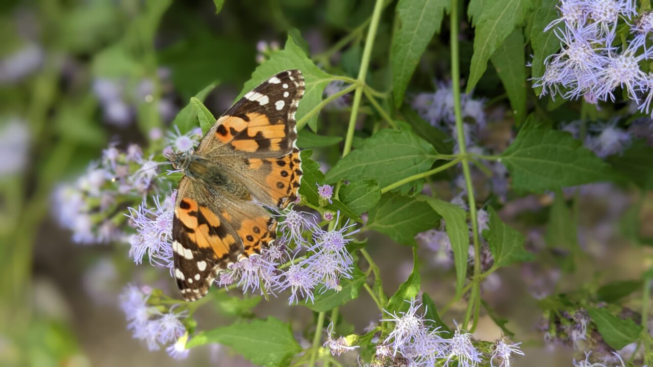 Photograph of flowers and butterfly