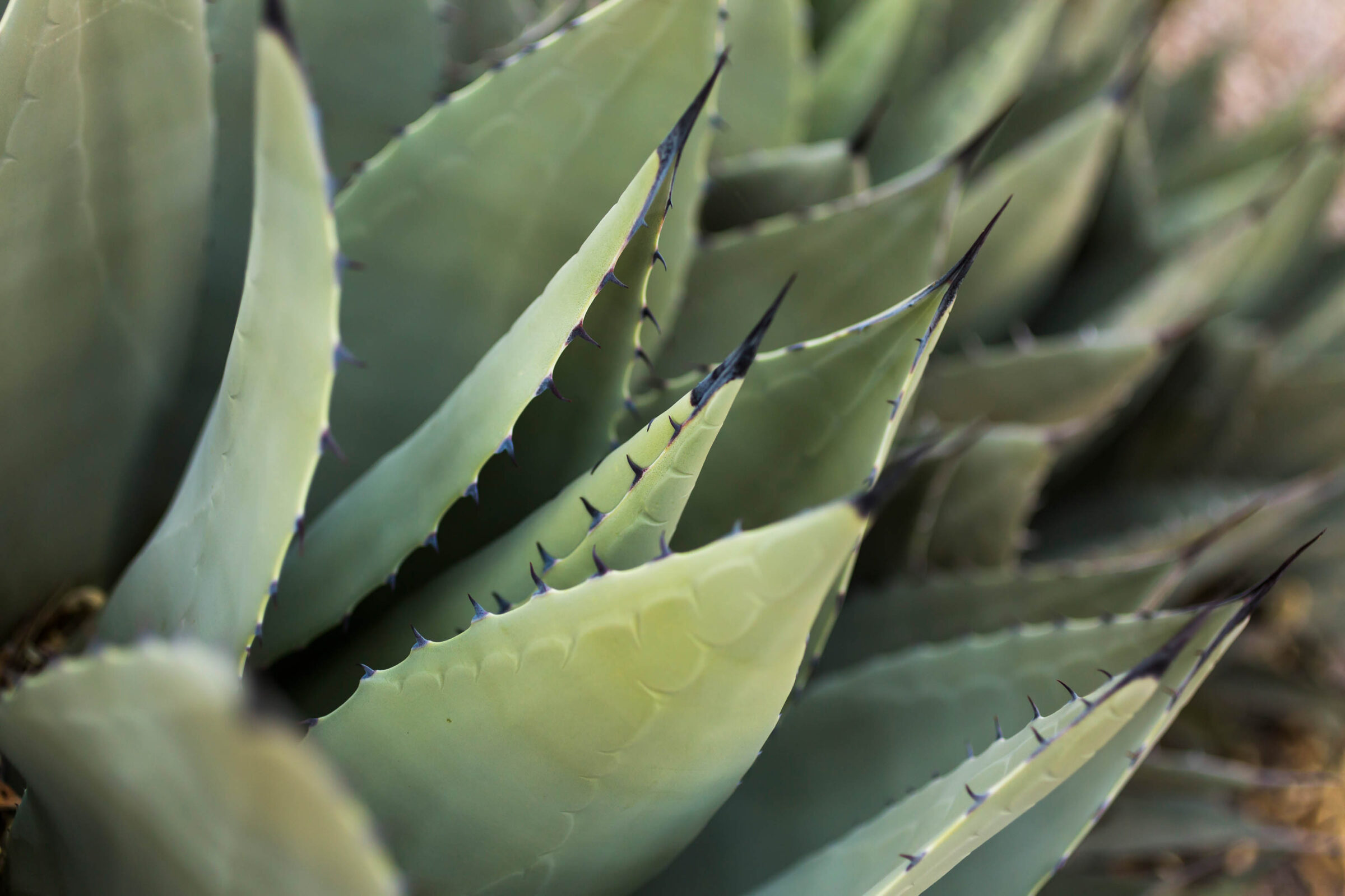 Photograph of cactus