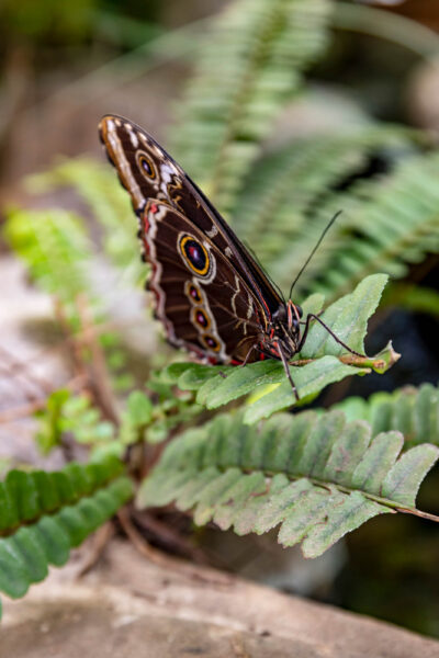 Photograph of a butterfly