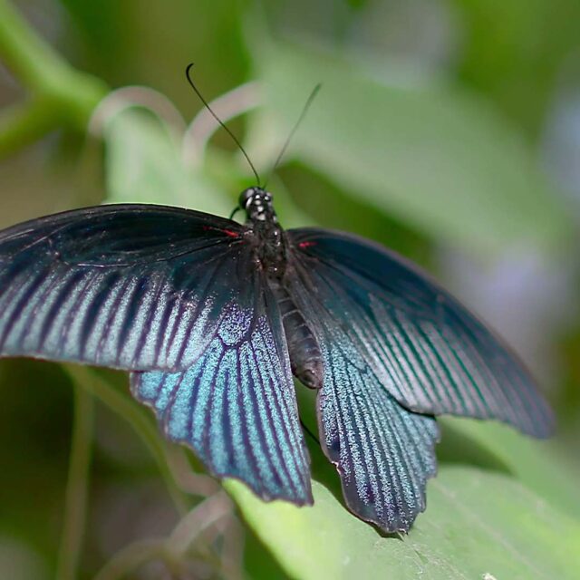 Photograph of a butterfly