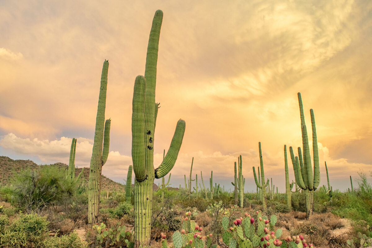 Photograph of cactus