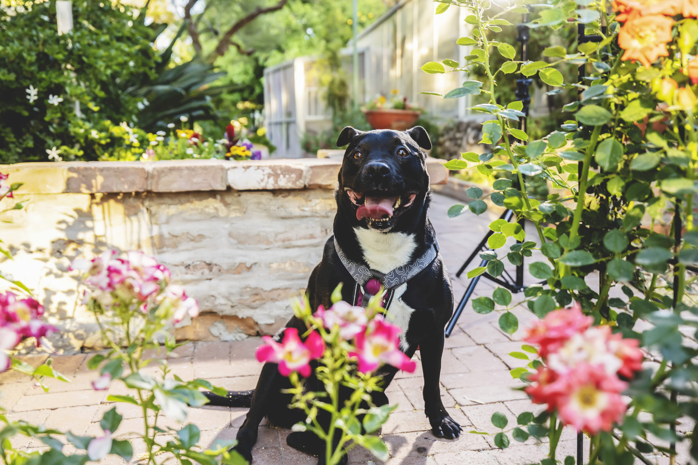 Photograph of a dog in the gardens