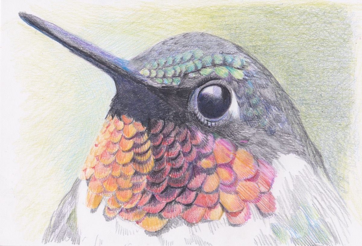 Drawing of a bird