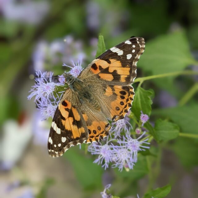 Photograph of a butterfly