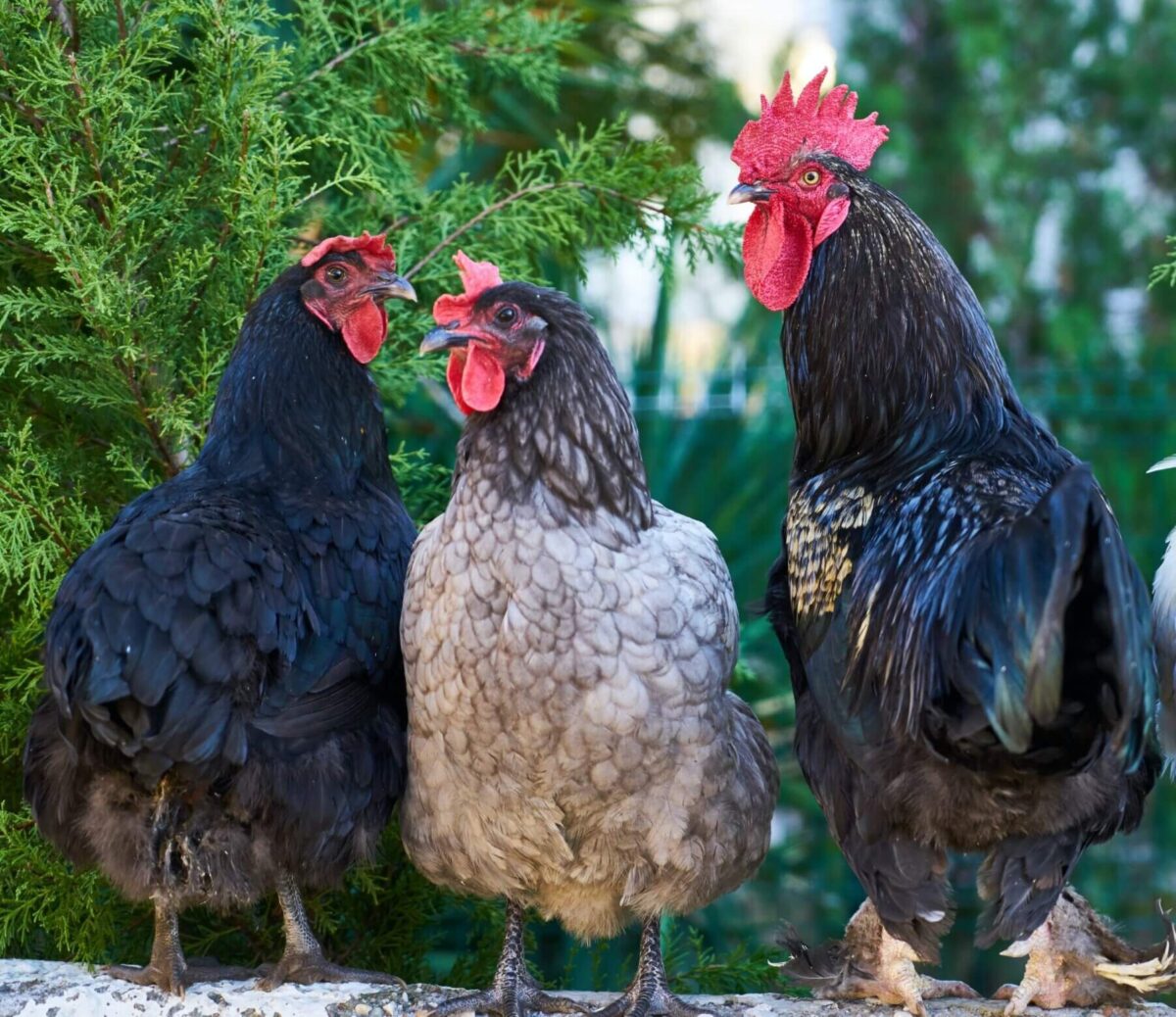 Photograph of chickens