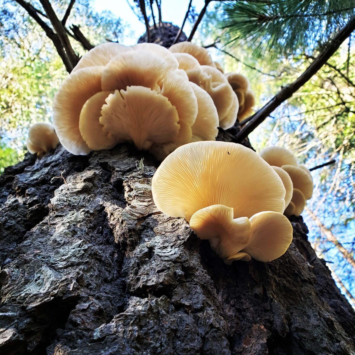 Photograph of mushrooms