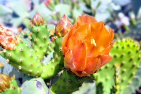 Photograph of cactus and flower