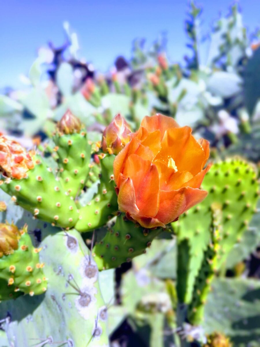 Photograph of cactus and flower