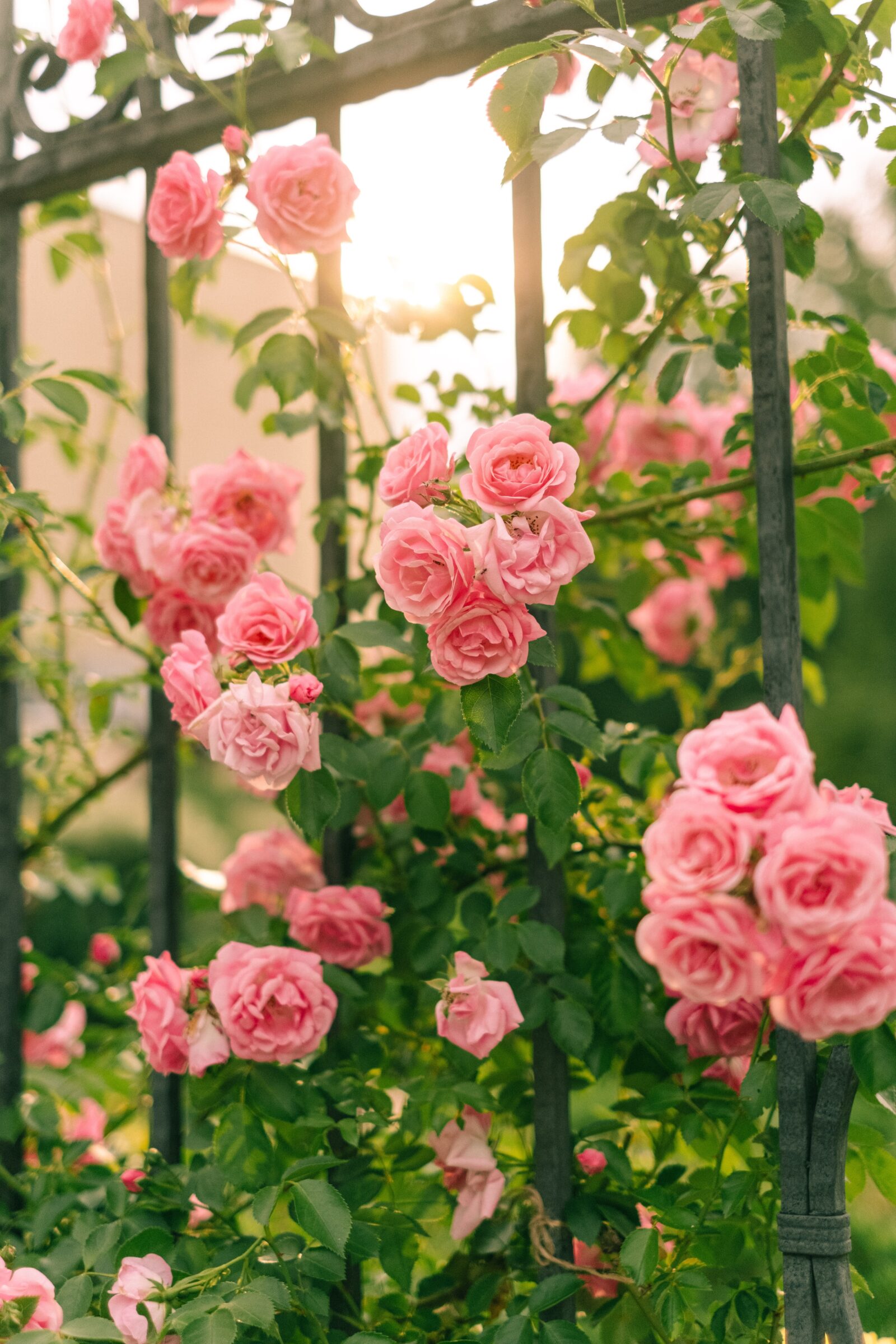 How to Prepare for Rose Bloom Season